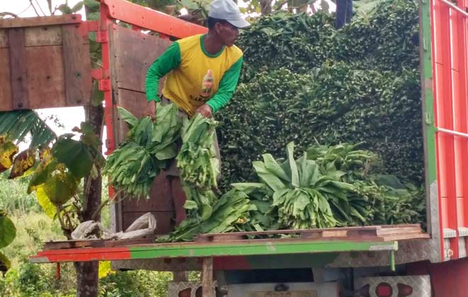 Seorang kuli sedang menaikkan tembakau ke atas truk. foto: AHMAD/ BANGSAONLINE
