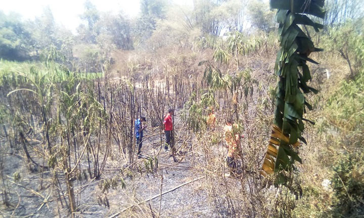 Kebakaran lahan tebu di Blimbingsari.
