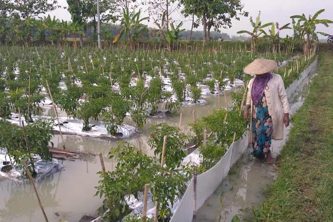 Keadaan persawahan di Bojonegoro yang terendam air hujan. foto: eky nurhadi/ BANGSAONLINE