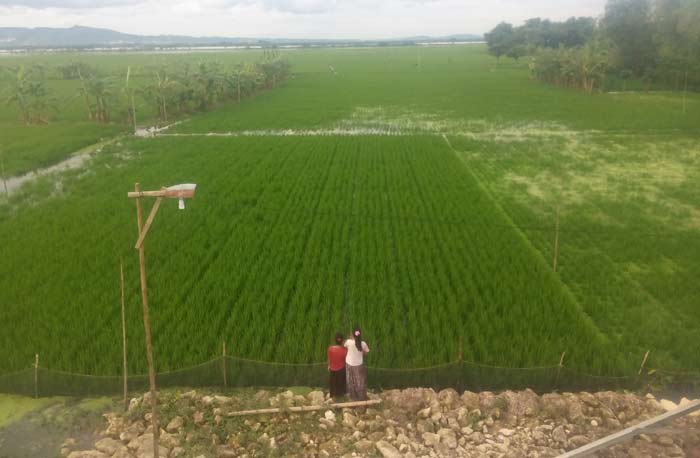 Lagi, Tanggul Kali Apur Ingas di Kanor Bojonegoro Jebol, Ribuan Hektar Padi Terendam