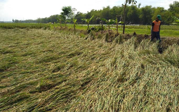 Ratusan hektar tanaman padi di Desa Pomahan, Kecamatan Baureno, Bojonegoro roboh setelah disapu angin kencang, kemarin. foto: EKY NURHADI/ BANGSAONLINE