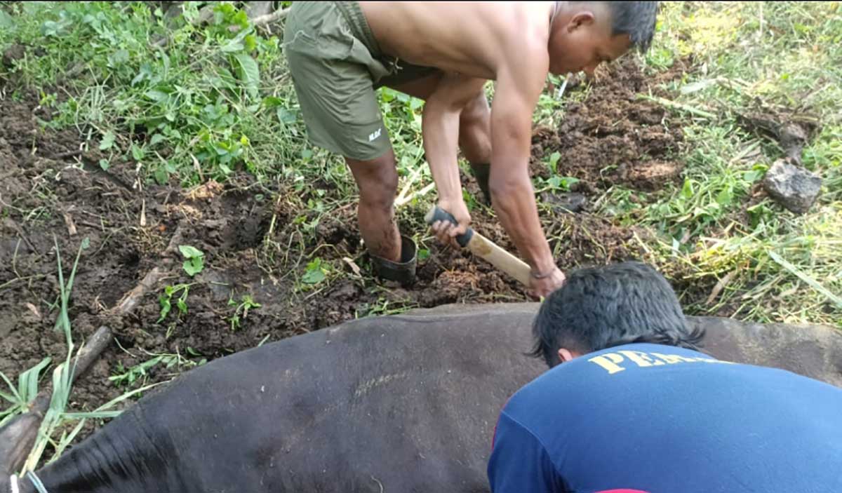 Evakuasi sapi yang terjebak di Dusun Nganten, Desa/Kecamatan Badas, Kabupaten Kediri. Foto: Ist