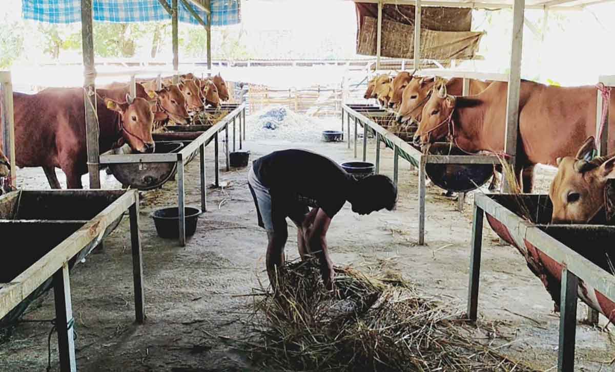 Peternakan sapi di Desa Samatan, Kecamatan Proppo, Pamekasan.