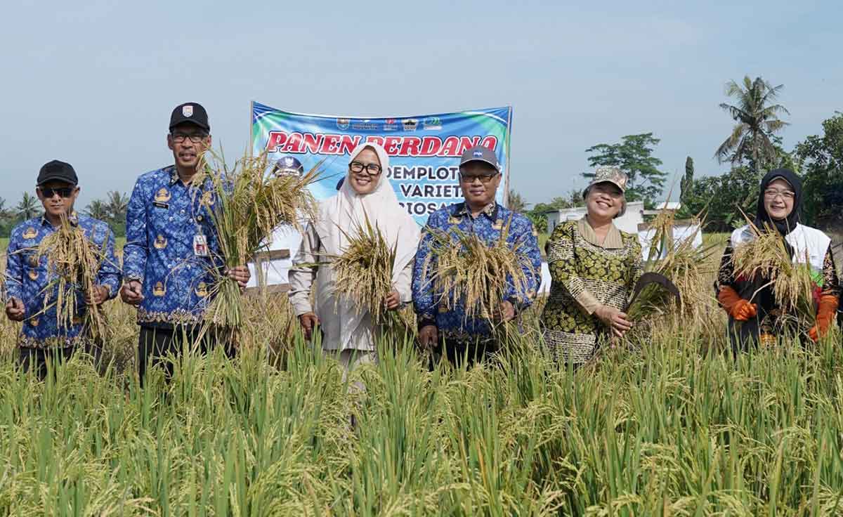 SIG Sukses Tanam Padi Varietas Biosalin 2 di Cilacap