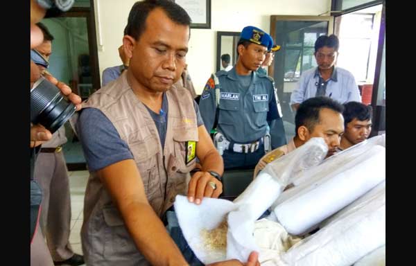 Barang bukti berupa lobster ditunjukkan oleh petugas.