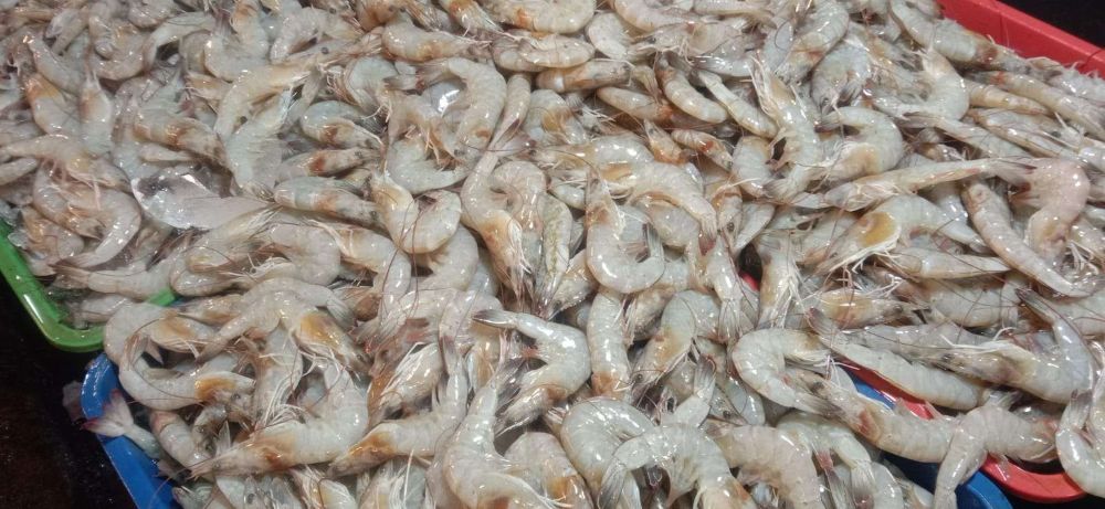 Foto udang yang sedang dijual dipasar