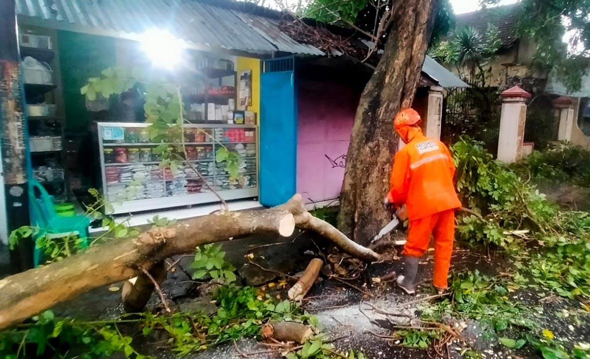 Petugas saat mengevakuasi pohon tumbang. Foto: Ist.
