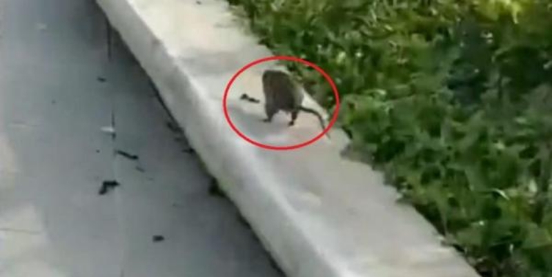 Tampak salah satu tikus di Kawasan Inti Pusat Pemerintahan (KIPP) Ibu Kota Nusantara (IKN), yang terletak di Penajam Paser Utara dan Kutai Kartanegara, Kalimantan Timur. Foto: Repro/Rmol.id