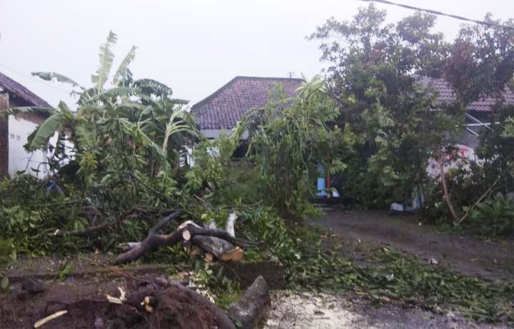 Pohon-pohon tumbang akibat puting beliung.