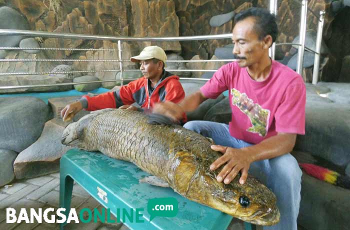 Sutar menunjukkan ikan Arapaima yang sudah diawetkan. foto: RONY S/ BANGSAONLINE