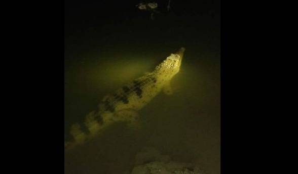 Buaya yang muncul di malam hari, kemarin. foto : agus hp/BANGSAONLINE