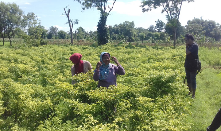 Para petani cabai di Probolinggo sedang panen. Mereka ketiban berkah dengan melonjaknya harga cabai.