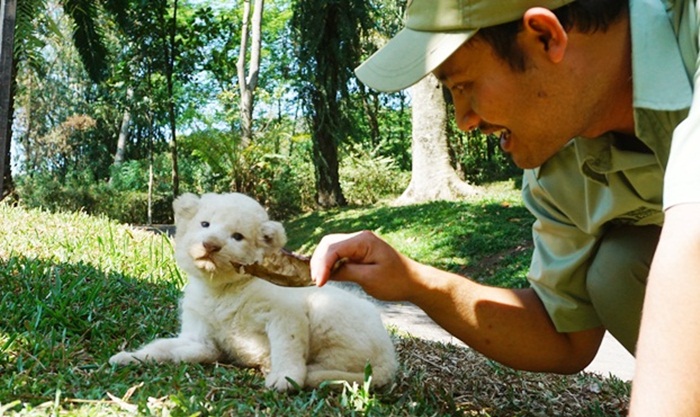 Baby White Lion saat diberi makan oleh petugas.