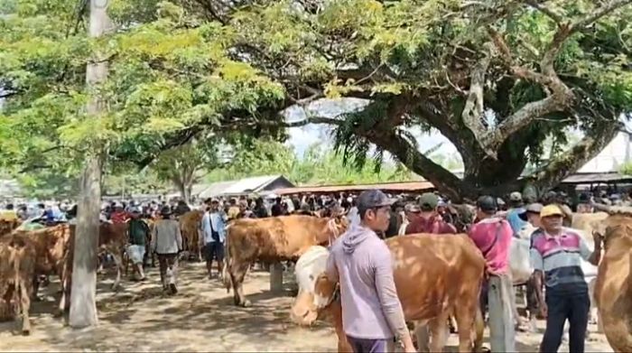 Suasana pasar hewan kurban di Pasar Kerek Tuban