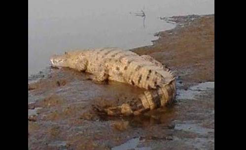 NONGOL-Seekor buaya muara di tepian Kali Porong Dusun Tegalrowo Ngoro Mojokerto jadi tontonan gratis warga. (gunadhi/BANGSAONLINE)