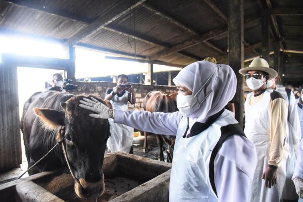 Gubernur Jawa Timur Khofifah Indar Parawansa saat meninjau peternakan yang terindikasi Penyakit Mulut dan Kuku (PMK) pada sapi di Lamaongan, Ahad (8/5/2022). Foto: Humas Pemprov Jatim