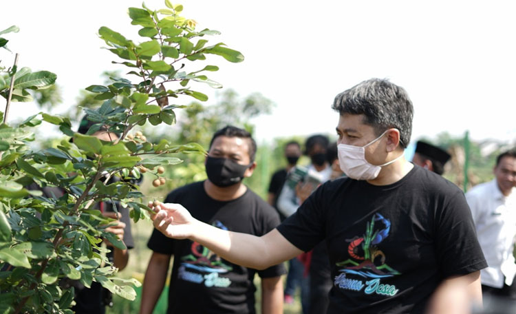LIRIK POTENSI: Mas Iin melihat kebun kelengkeng yang dikelola BUMDes Simoketawang Wonoayu, belum lama ini. foto: ist