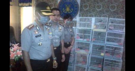 Kapolres, AKBP E. Zulpan melihat burung langka yang akan diselundupkan. Syuhud/BANGSAONLINE