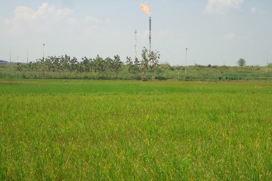 TIDAK SUBUR. Hamparan tanaman padi di sekitar lokasi pembakaran gas suar (flarring) Banyu Urip Blok Cepu tidak subur. Bahkan efek hawa panas, padi menguning dan mati. Foto: Eky Nurhadi/BANGSAONLINE
