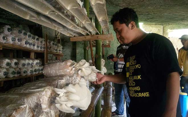 Aly saat menunjukkan jamur yang siap panen.