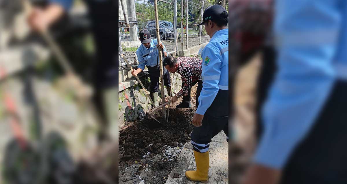 Penanaman pohon tabebuya yang dilakukan petugas dari DLH Kota Malang di Jalan Suhat.