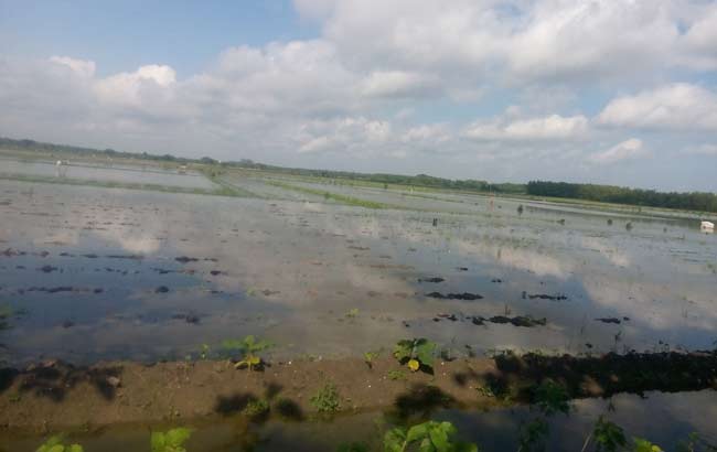 Salah satu lahan tembakau milik salah satu petani yang terendam. foto: EKY NURHADI/ BANGSAONLINE