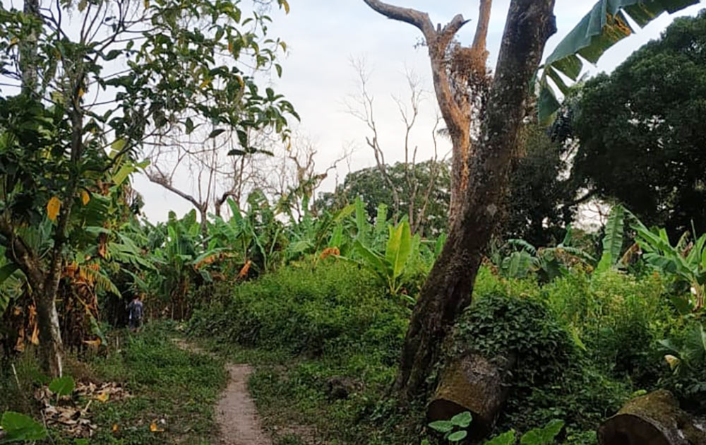Masif Penebangan Liar, Hutan Lereng Kelud Terancam Gundul, Satwa Liar Terancam