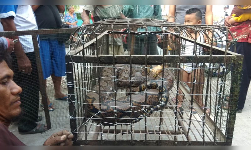 Ular piton yang berhasil ditangkap jadi tontonan warga.