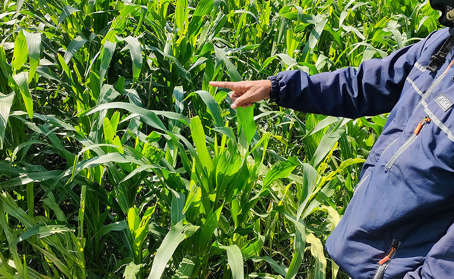 Hamparan tanaman jagung di Dusun Glagahan, Desa Srikaton, Kecamatan Papar, Kabupaten Kediri yang terserang ulat grayak. Foto: Muji Harjita/ BANGSAONLINE.com