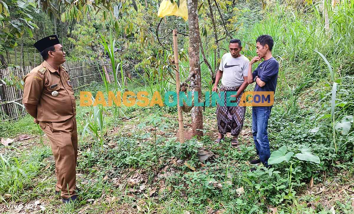 Camat Pasrepan Tinjau Kebun Durian Montong dan Musang King Milik di Desa Tempuran