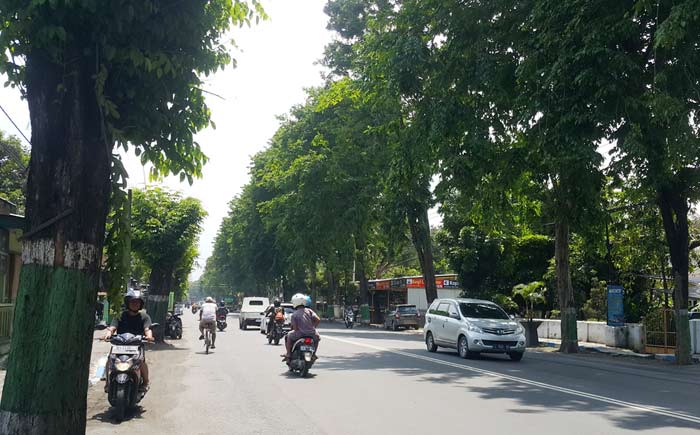 Pohon-pohon di jalur kabupaten tampak lebat.