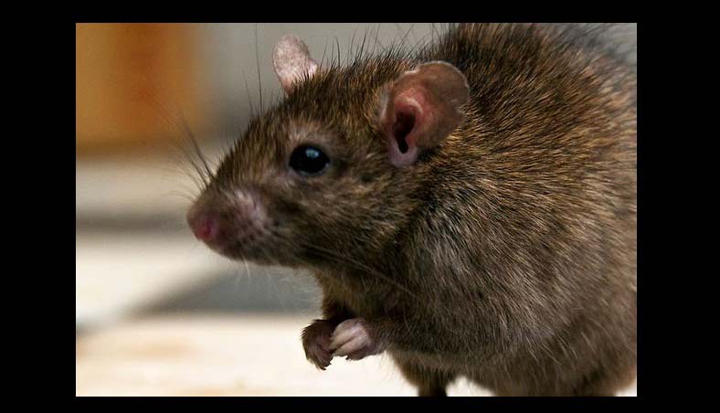 Tikus... Gak di Indonesia, atau di Inggris... sama saja. Bikin masalah. foto: repro mirror.co.uk