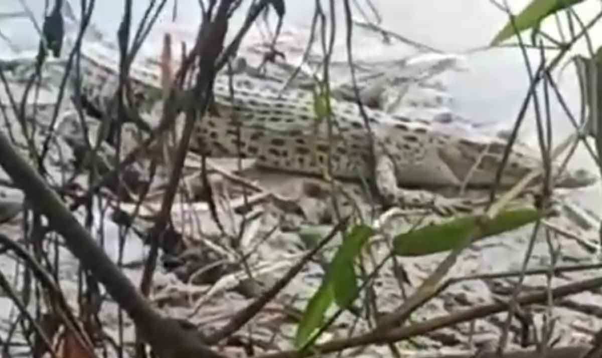 Buaya berukuran besar yang gegerkan warga Desa Kebonagung, Kecamatan Padangan, Bojonegoro.