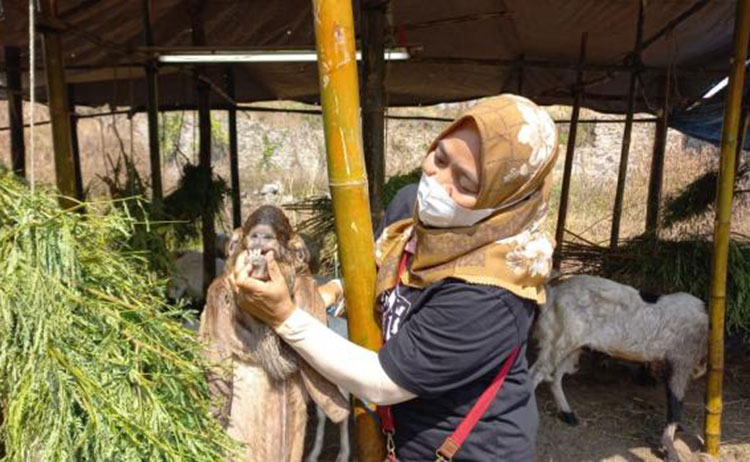 Petugas saat memantau hewan yang dijual pedagang. (foto: ist)