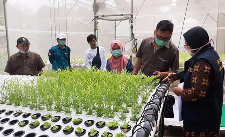Petugas saat melakukan penilaian terhadap tanaman hidroponik untuk mendapatkan sertifikasi prima. (foto: Kominfo)