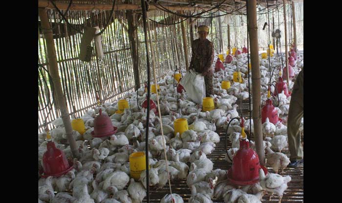 Kawal Permentan, Disnak Pasuruan Terus Pantau Perusahaan Pakan