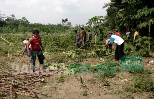 Tanaman penggarap lama di lahan milik TNI AU pasca diratakan buldozer. foto: AKINA/ BANGSAONLINE