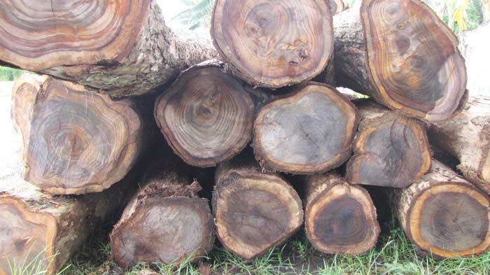 Kayu sonokeling.