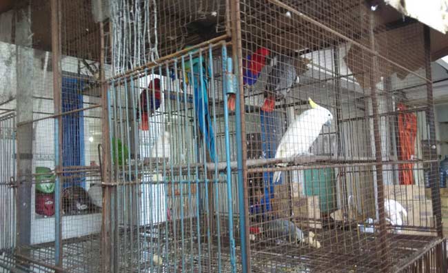Satwa dilindungi yang berada di Supermarket Seamart Kota Blitar. foto: TRI SUSANTO/ BANGSAONLINE