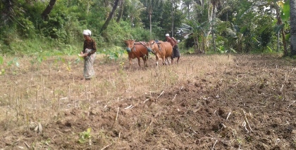COCOK TANAM: Salah satu petani asal kecamatan ganding sedang bercocok tanam menggunakan alat tradisional. (Faisal/BangsaOnline.com)