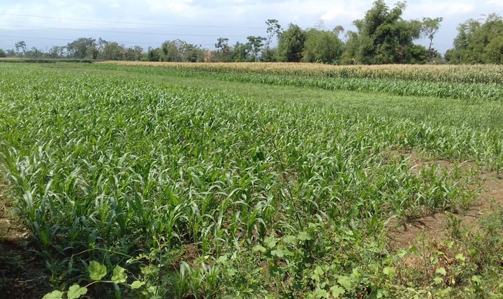 Lahan pertanian di Kota Probolinggo.