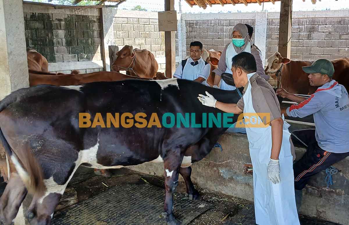 Petugas saat memeriksa hewan ternak. Foto: BANGSAONLINE