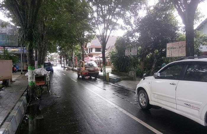 Pohon ayoman yang berpotensi tumbang saat diterpa angin kencang.