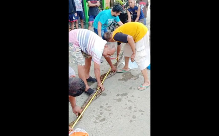 Warga Kelurahan Perbon, Kecamatan/Kabupaten Tuban ramai-ramai menangkap ular piton yang selama ini kerap meneror warga.