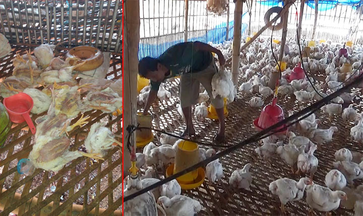 Puluhan ayam milik Joyo Waras meninggal tiap harinya akibat cuaca panas.