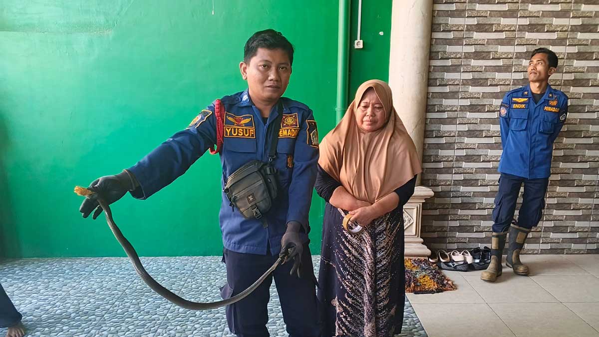 Petugas Damkar Gresik ketika menunjukkan kobra dari bawah kulkas rumah warga. Foto: Ist