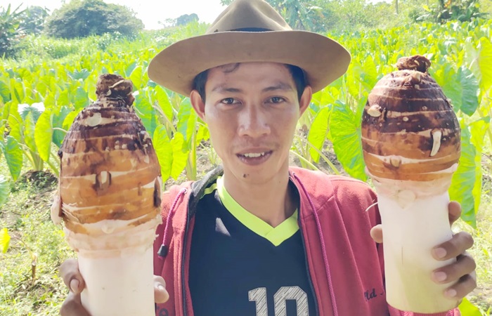 CEO PT Meta Agro Tani, Didik Ah. Sihabul Millah menunjukkan hasil budi daya Talas Pratama. foto: ist.