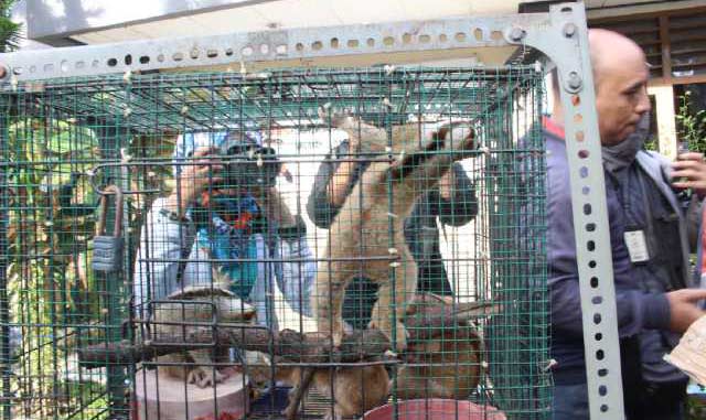Hewan langka yang diamankan petugas yang bekerja sama dengan kepolisian dan BKSDA. foto: CATUR AE/ BANGSAONLINE
