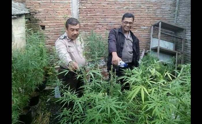 Petugas saat memeriksa tanaman ganja yang sengaja ditanam di rumah tersangka. 