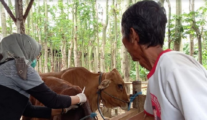 Petugas Disnakan Kabupaten Blitar melakukan vaksinasi sapi di Kecamatan Srengat.